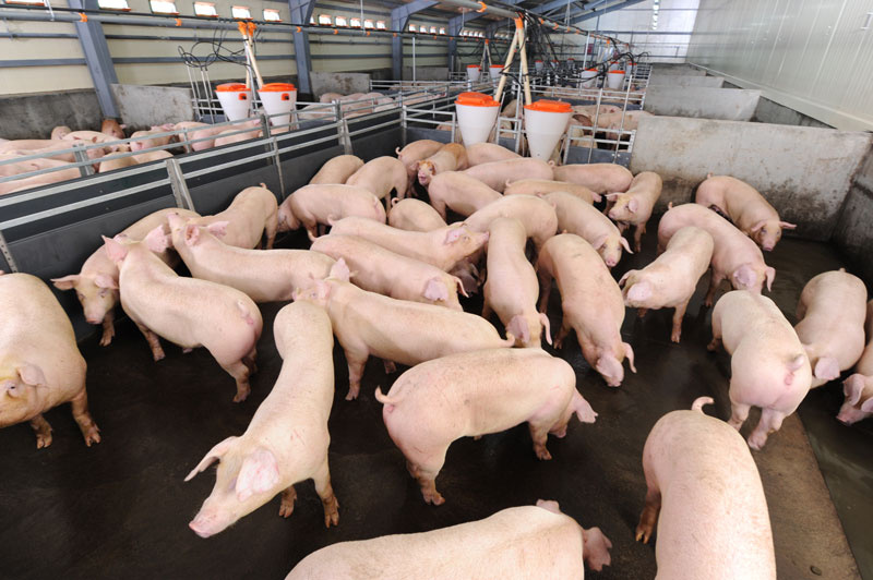 Technique  de nutrition des porcs