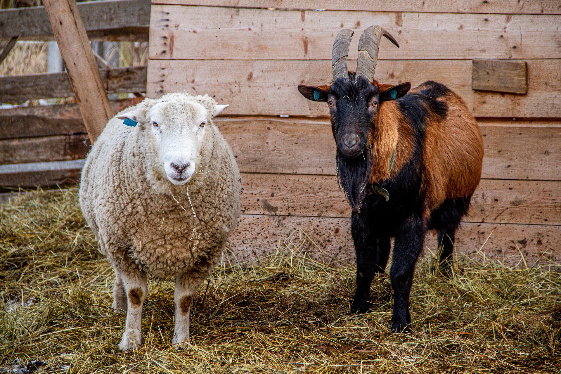 Elevage de cabris  et moutons à base de feuilles de saka-saka sêchées
